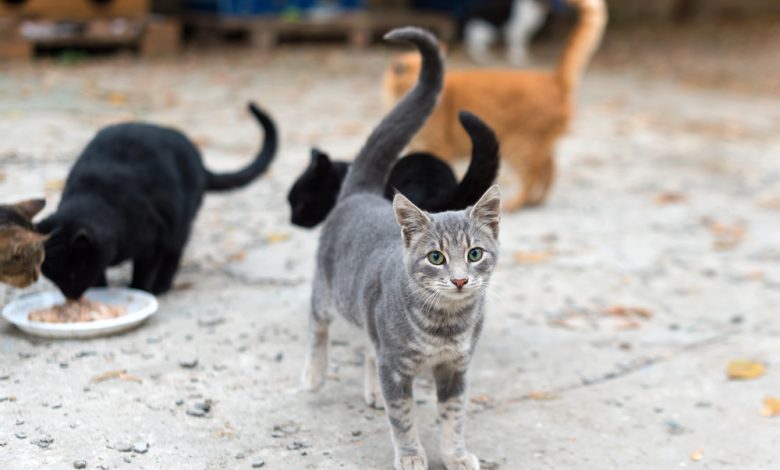 Sokaktan Sahiplenebileceginiz Kedi Turleri ve Ozellikleri